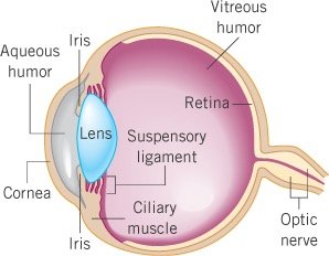 Anatomy of the human eye