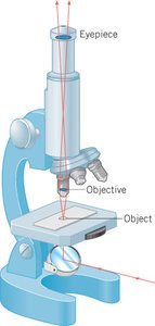Compound microscope diagram