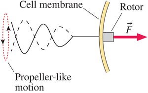 Propeller-like motion at low Reynolds number
