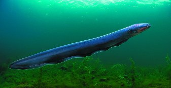 Electric eel generating a large potential difference