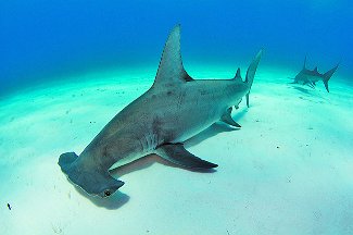 Hammerhead shark using electric sense to find prey