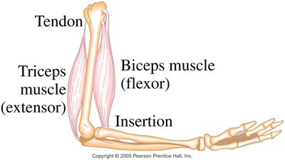 Diagram of forces on the forearm holding a load