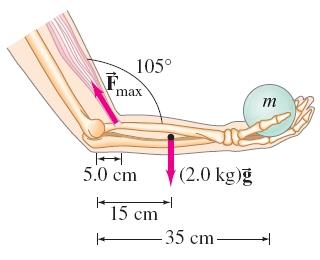 Free-body diagram for maximum biceps force calculation