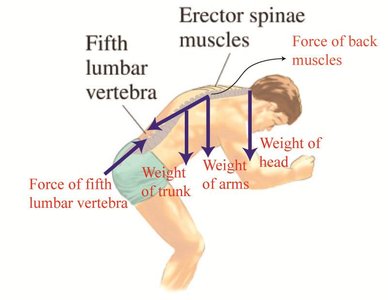 Diagram of forces acting on the lumbar vertebra during lifting