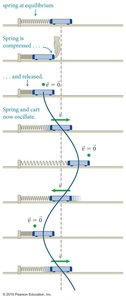 Physics with Calculus Study Guide: Periodic Motion & SHM | Notes