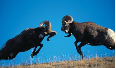 Two rams colliding