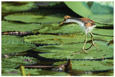 Bird with large toes distributing weight on lily pad