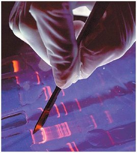 Gel electrophoresis application