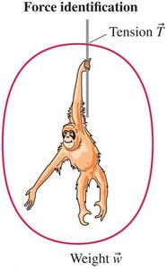 Orangutan hanging from a rope, force identification