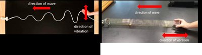 Transverse and longitudinal waves: rope and slinky