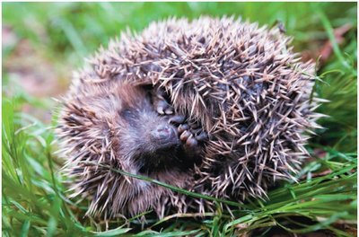 Hedgehog using spines to increase collision time