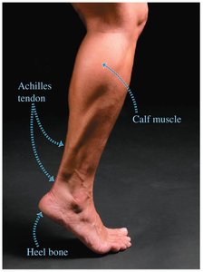 Achilles tendon as a spring
