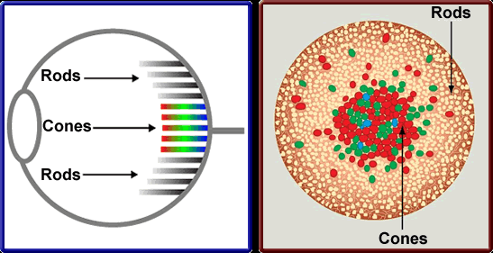 Diagram of rods and cones in the retina