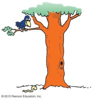Bird on a tree branch above a worm