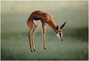 Springbok leaping