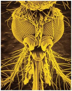 Electron microscope image of a mosquito