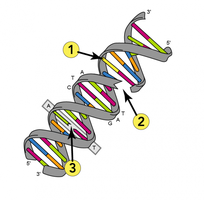 DNA molecule showing sites of radiation damage
