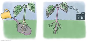 Radioactive tracer in plant roots