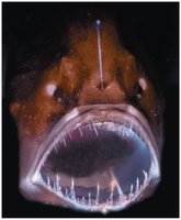 Anglerfish under bulk stress