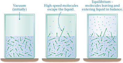 Phase equilibrium: molecules escaping and entering liquid