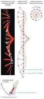 Wrench in free rotation showing center of mass trajectory