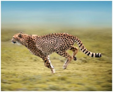 Cheetah running, illustrating speed