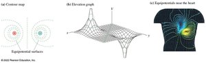 Equipotential lines and surfaces, including near the human heart