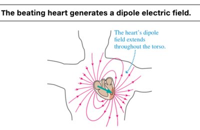 Dipole electric field generated by the heart