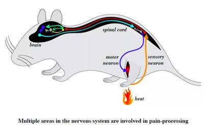 Nervous system circuit in animals