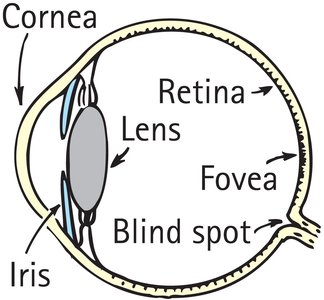 Microscopic image of rods and cones in the retina