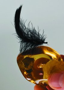 Amber attracting a feather after being rubbed