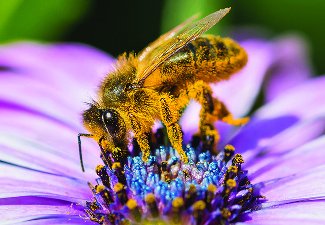 Bee on a flower, illustrating electric charge and pollination