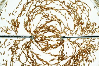 Grass seeds aligning in an electric field