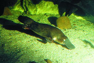 Platypus foraging, using electric field sensing