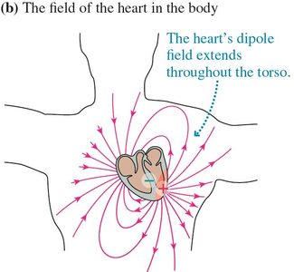 Heart's field in the body