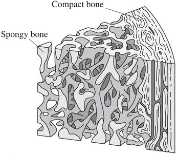 Compact and spongy bone structure