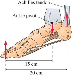 Diagram of forces and moment arms on the foot