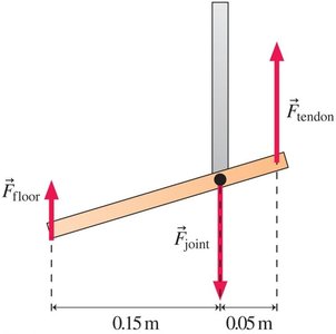 Diagram of forces and moment arms on the foot