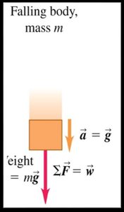Falling body: weight and acceleration