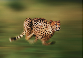 Cheetah running, representing rapid acceleration
