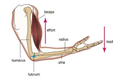 Diagram of the human arm showing biceps, load, and fulcrum