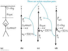 Free-body diagrams for a gymnast suspended by a rope and O-ring