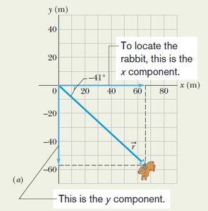 Vector components of rabbit's position