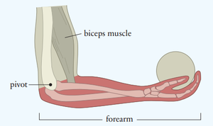 Extended free-body diagram with force vectors