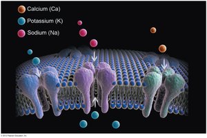 Potential gradient across a cell membrane