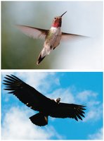 Birds with different moments of inertia