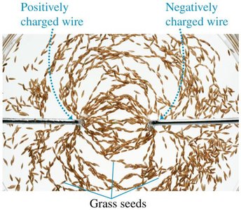 Grass seeds aligning with electric field between charged wires