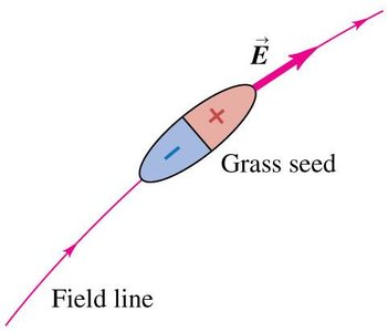 Grass seed polarization in electric field