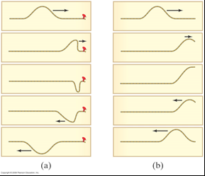 Reflection of a wave at fixed and free ends