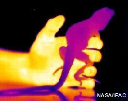 Infrared image showing heat radiation